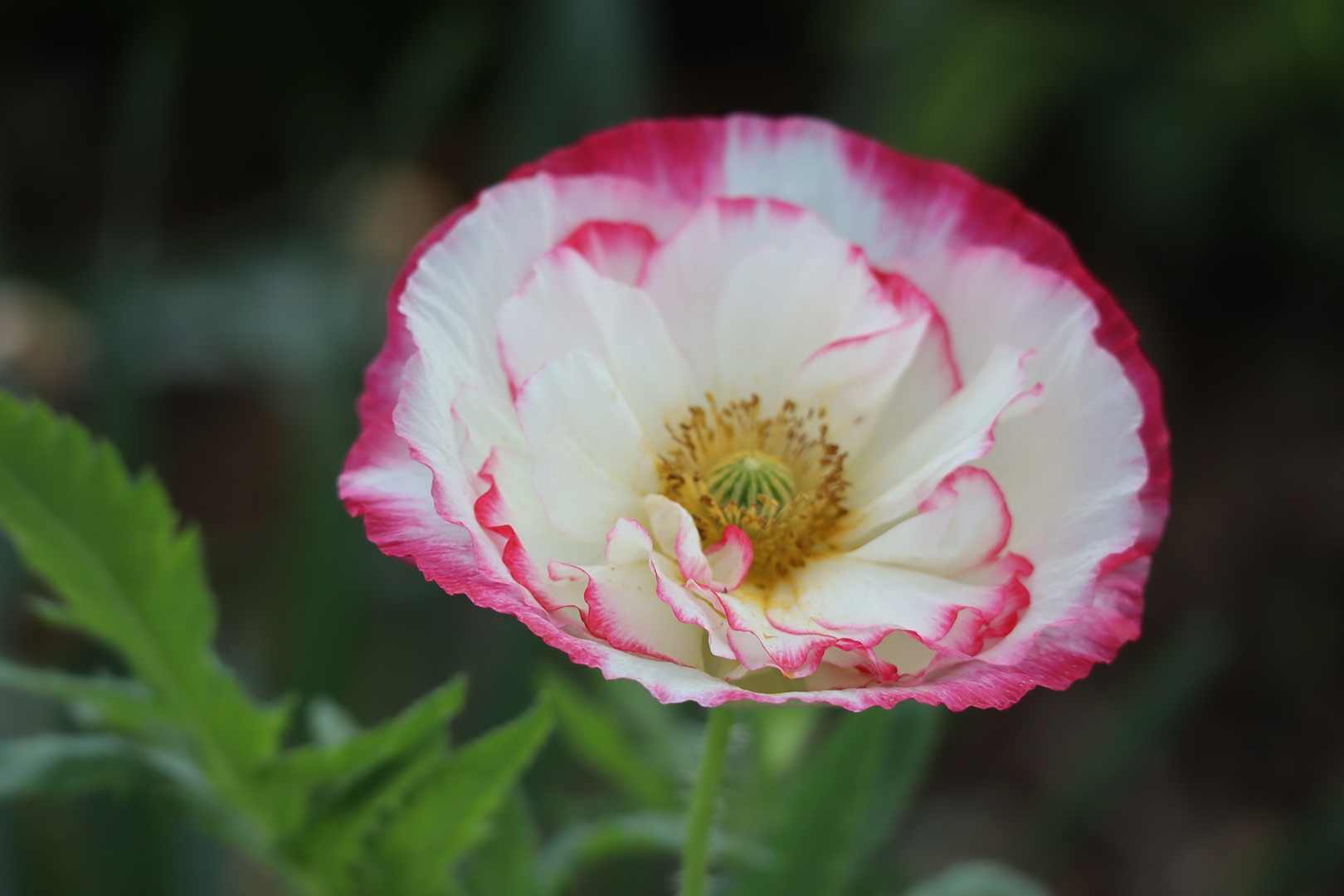 株式会社アーク